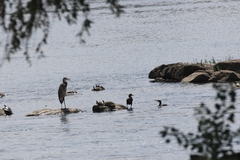 Ardea herodias