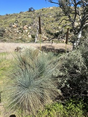 Xanthorrhoea quadrangulata
