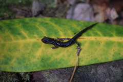 Plethodon cylindraceus