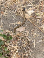 Thamnophis