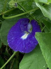 Clitoria ternatea