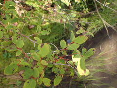 Vaccinium ovalifolium