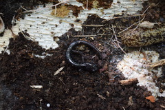 Plethodon cylindraceus
