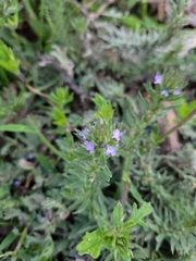 Verbena bracteata