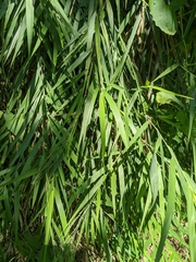 Arundo formosana