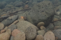 Oncorhynchus tshawytscha