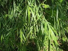Arundo formosana