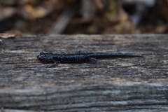 Plethodon cylindraceus