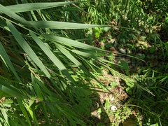 Arundo formosana