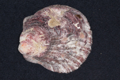 Spondylus