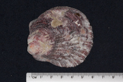 Spondylus