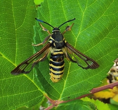 Pennisetia marginatum