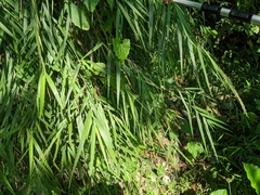 Arundo formosana