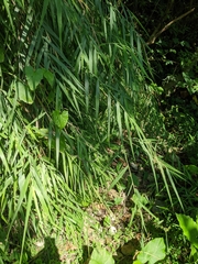 Arundo formosana
