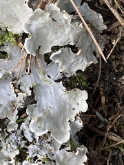 Peltigera praetextata