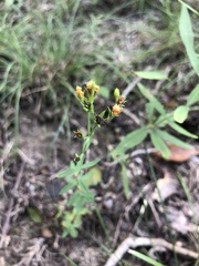 Hypericum virgatum