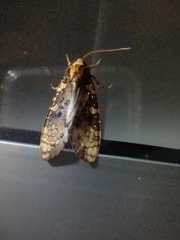 Elysius