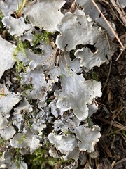 Peltigera praetextata