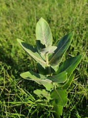 Asclepias speciosa