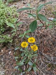 Erigeron aureus