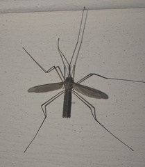 Tipula oleracea