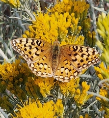 Speyeria coronis