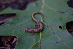 Desmognathus orestes