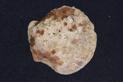 Spondylus
