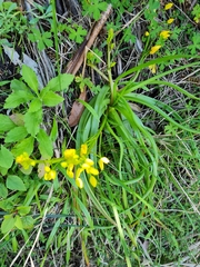 Bulbine bulbosa
