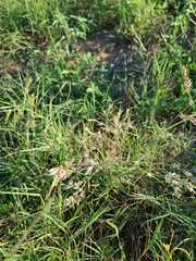 Eragrostis secundiflora