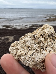 Galeolaria caespitosa