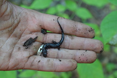 Desmognathus orestes