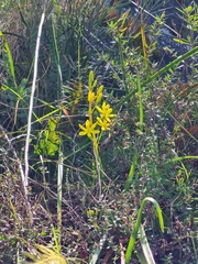 Bulbine bulbosa