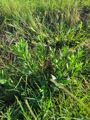 Stillingia sylvatica