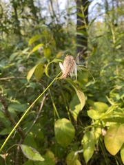 Asclepiadoideae