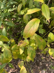 Asclepiadoideae