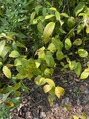 Asclepiadoideae