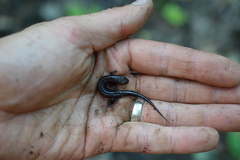 Desmognathus orestes