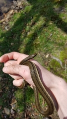 Regina septemvittata