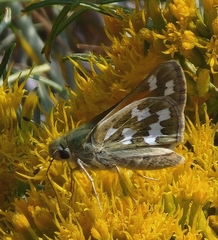 Hesperia juba