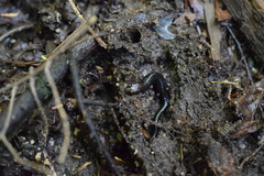 Desmognathus orestes