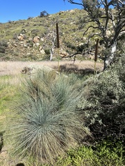 Xanthorrhoea quadrangulata