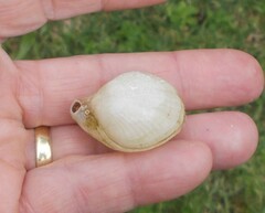 Magellania flavescens