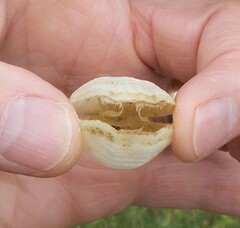 Magellania flavescens