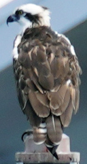 Pandion haliaetus