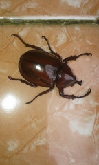 Xylotrupes gideon