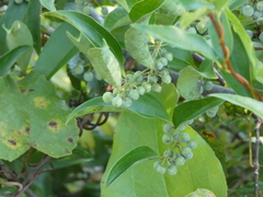 Smilax