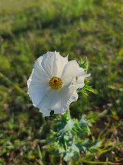 Argemone polyanthemos