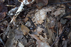 Desmognathus orestes