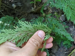 Selaginella involvens